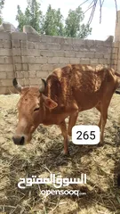  6 للبيع أبقار عمانية وجاعدة وكبش