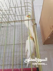  17 جواز كوكتيل منتجه (البينو، لاتينو، وايت فيس، حبشي) فراخ كوكتيل اليف