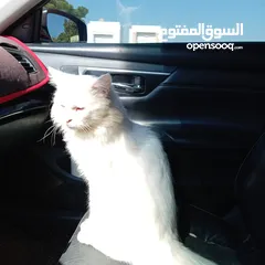  1 قط شيرازي للبيع او للتزاوج