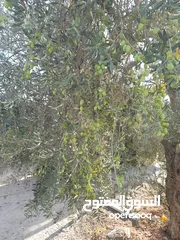  1 زيت زيتون الكفارات بعل بكر إنتاج 2024_2025