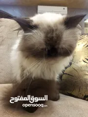  1 قط هملايا ذكر للبيع بسعر مغري