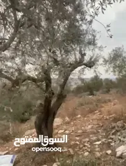  4 ارض للبيع 4 دنم مزروعة شجر رومي