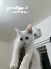  3 قط انثا حلوه لعوبه مكس غوره وشرازي   انثا عمرها 3شهور