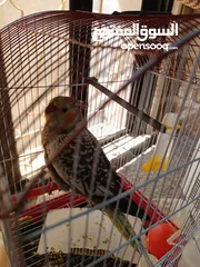  4 كوكتيل جوز ذكر وأنثى عمر 9 شهور