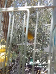  9 مكاوي ومجموعه اقفاص