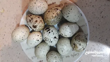  1 بيض سمان طازج