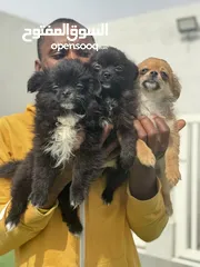  2 Chihuahua long haired