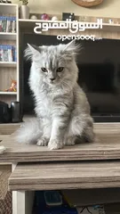  8 Healthy persian cat 6 months old