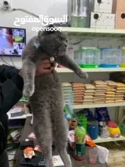  1 قط بريطاني للبيع بسبب سفرلطيف ولعوب وهادء وماخد كافة التطعيمات والحاله الصحيه ممتاز عمره سنه ونصف