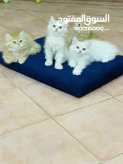  3 قطط شيرازى للبيع