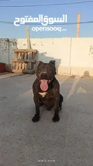  7 للبيع كلب بيتبول بيور