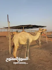  3 بكره لقيه سبوق للبيع