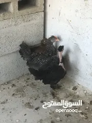  2 فرخات دجاج عمر شهرين