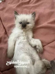  4 قطط هملايه شوكلت للبيع