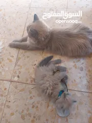  2 قطة أنثى (كتنز )نوع هملايا للبيع