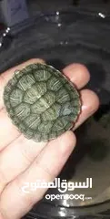  14 سلاحف سلحفاه سلحفه برمائيه  مائيه بريه  Small Amazon amphibious turtle