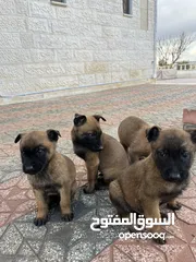  9 Puppies Belgium Malino