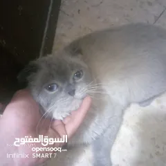  1 للبيع للبيع
