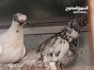  1 جوز حمام فينرات بيدوبيست نخب اول