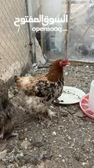  4 ديك وخمس دجاجات براهمي