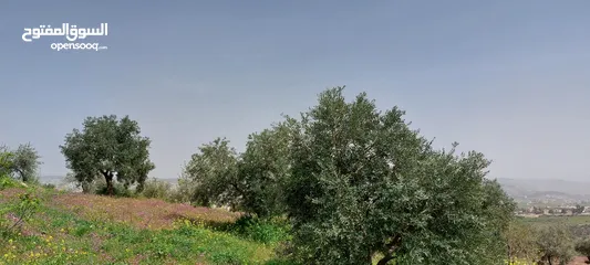  4 مزرعه 4 دونمات  اطلاله بانوراميه للبيع جرش عنيبه بالقرب من مزرعه الدكنور محمد نوح