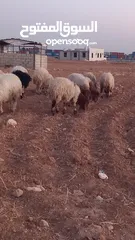 3 خرفان وعبر العدد 29 مسكرات لحم بالصلاه على النبي