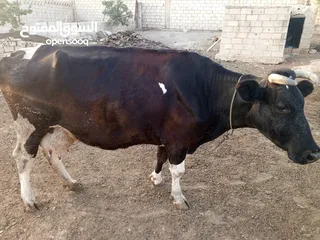  3 اقرا اضحيه للبيع