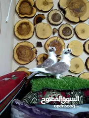  3 السلام عليكم بسم الله ما شاءالله جواز كلها نخب اول