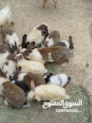  1 بيع ارانب عمانية