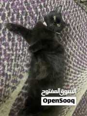  4 القطه : للتبني / free  عمر 9 شهور جنس/ انثى
