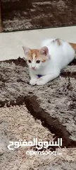  3 بيع قطط بدون مقابل
