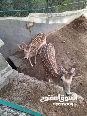  2 غزلان ذكر للبيع