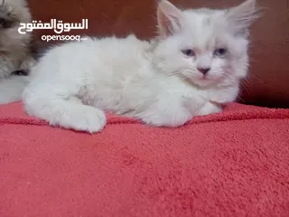  4 قطه هملايا انثى للبيع عمر ثلاث شهور  أكثير لعوبه حنونه مسليه نظيف جدا متعوده على البوكس مدربه