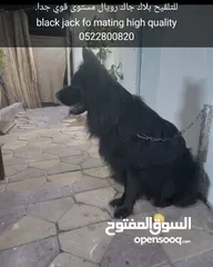  2 تدريب كلاب مقابل الحصه training dogs center