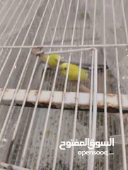  1 جوز طير حب لاتينو للبيع 120بدل 160