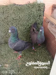  13 كوم 30 حبة تنضيف سطح جواز فحول طواير فراخ