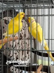  5 جوز درة لاتينو عين حمرا جاهز