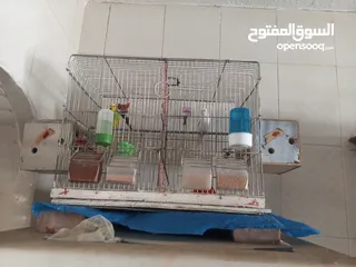  1 طيور حب للبيع