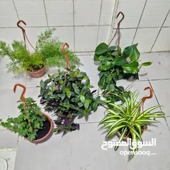  17 indoor airpurify plants