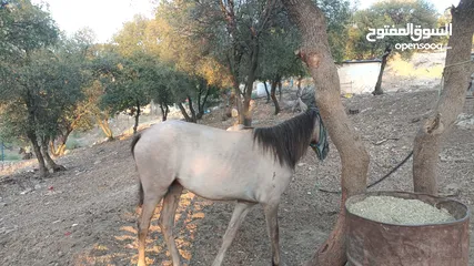  3 مهر بالصلاه على النبي صحه وعقل