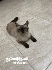  1 قطة سيامي بيور