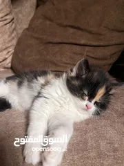  5 قطتين مكس شانشيلا بلدي للتبني عمرهم شهر ونص المطاعيم على الشهرين متعودين عالتراب ونظيفين
