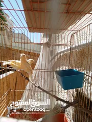  1 إناثي كنار جاهزات للبيع