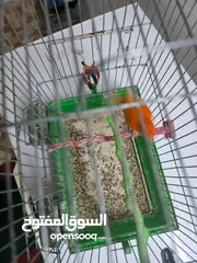  4 فحل كنار احمر