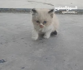  4 ذكر راغدول عمر شهرين للبيع
