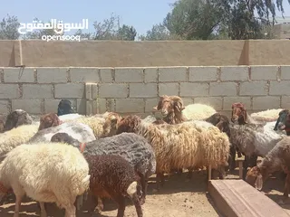  3 حلال نخب لحم ومقنوي بلدي وشروط الظحيه الله يتقبل من الجميع