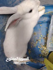  1 ارنب عمر 5 أشهر أليف جدا