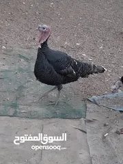  3 ديوك حبش للبيع