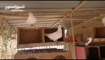  27 all typs of pigeons have