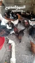  7 دجاج عماني بيع
